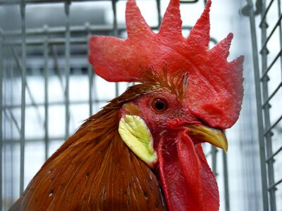 Feather poultry cockscomb