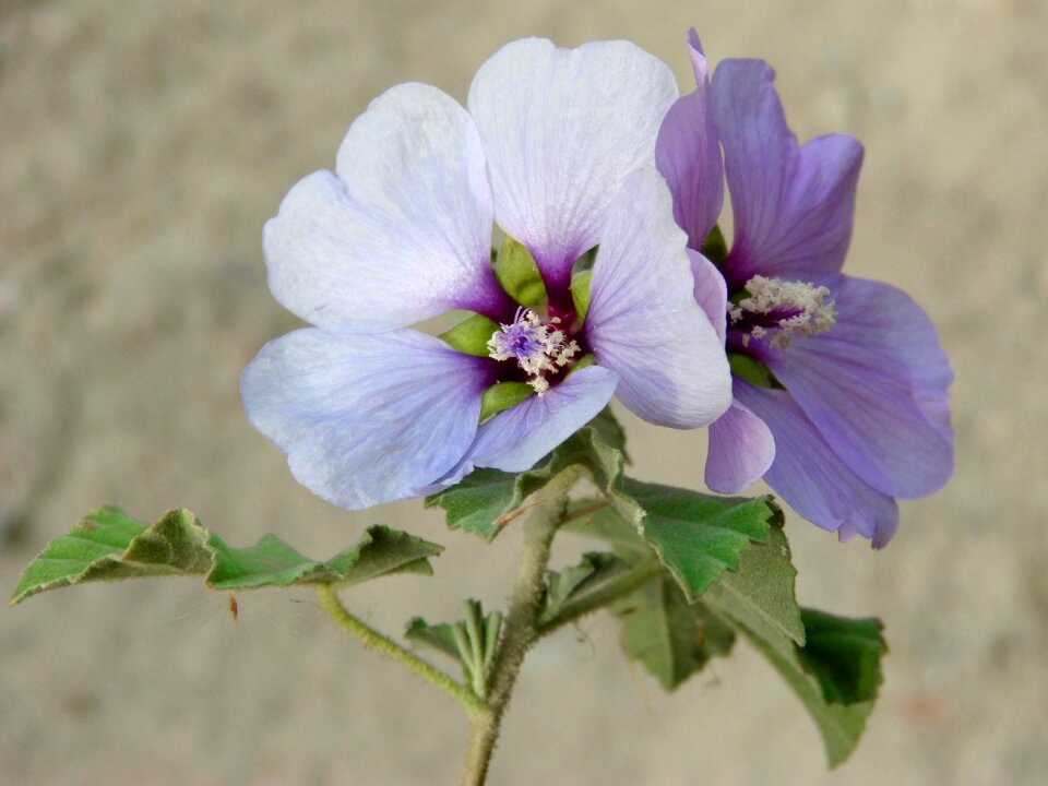 Flower lilac purple