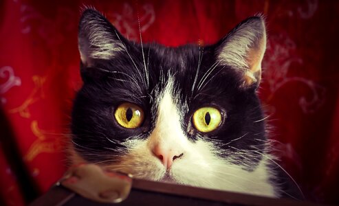 Domestic cat mieze portrait photo