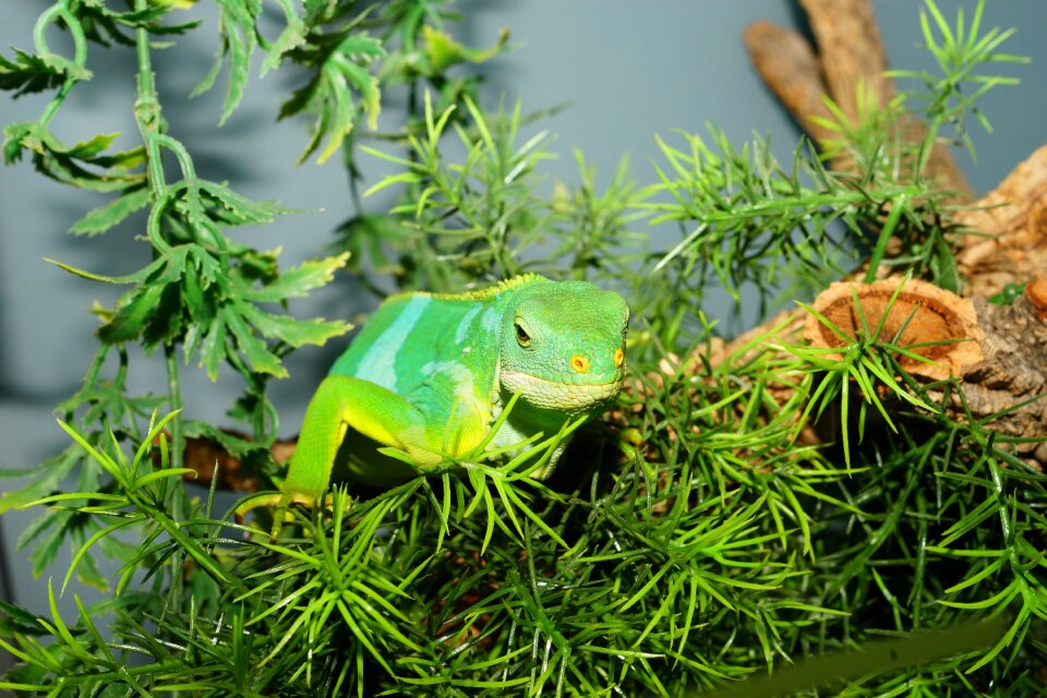 Nature green iguana