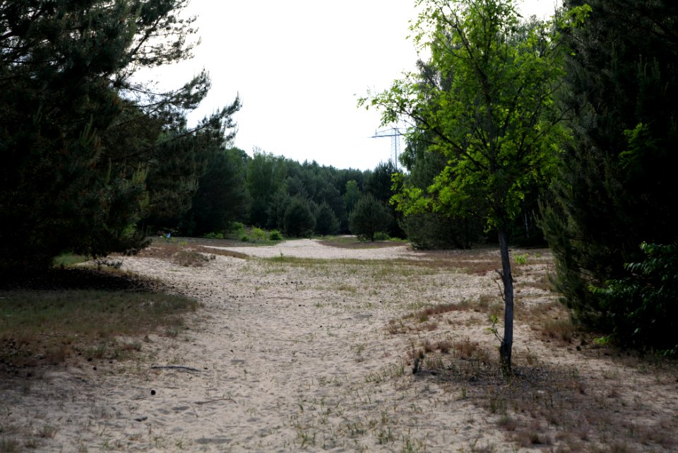 Open dune Spandauer Forst near Bürgerablage 2020-06-03 20
