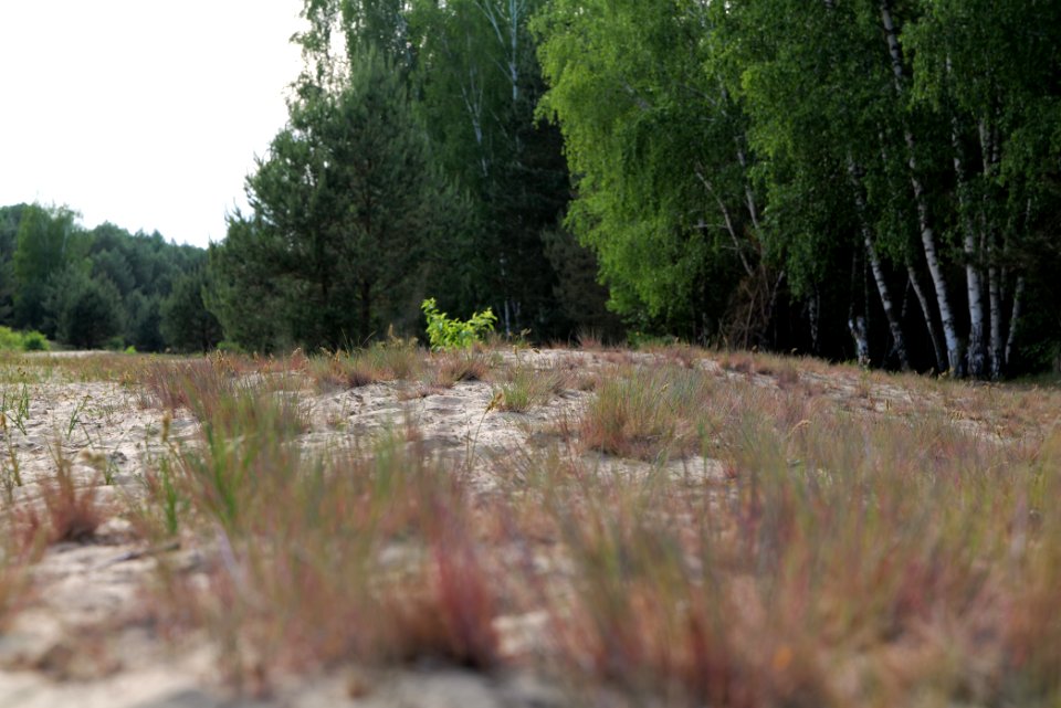 Open dune Spandauer Forst near Bürgerablage 2020-06-03 16