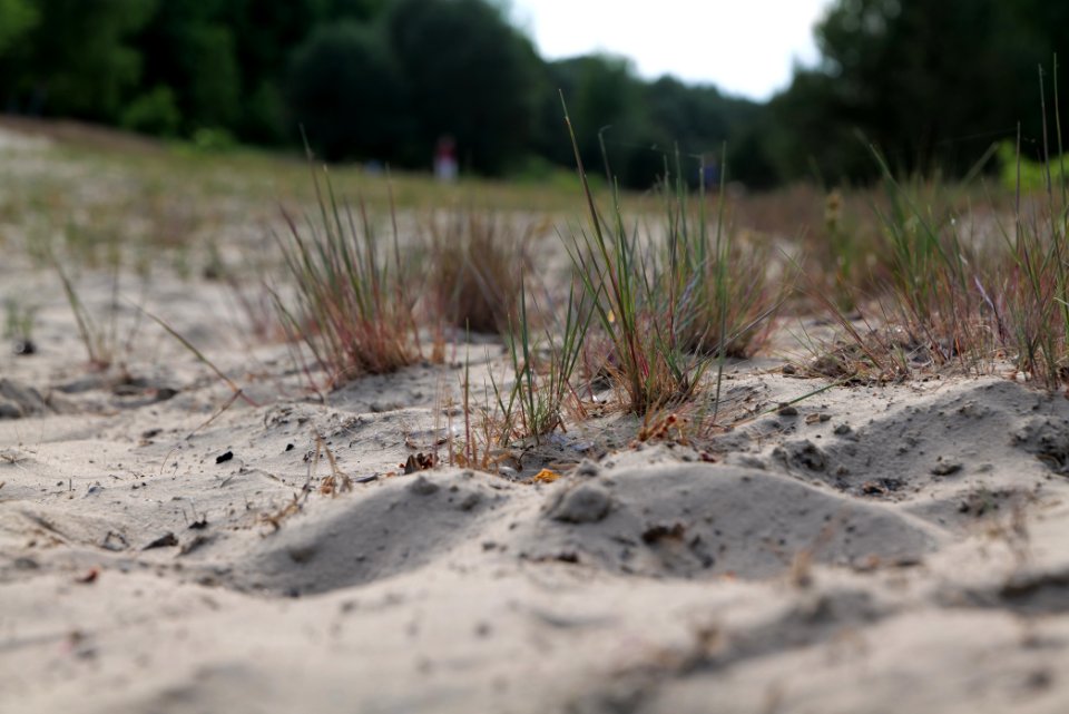 Open dune Spandauer Forst near Bürgerablage 2020-06-03 17