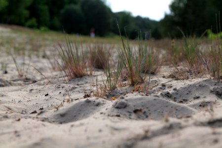 Open dune Spandauer Forst near Bürgerablage 2020-06-03 17
