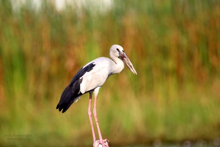 Open Billed Stork (182427535)