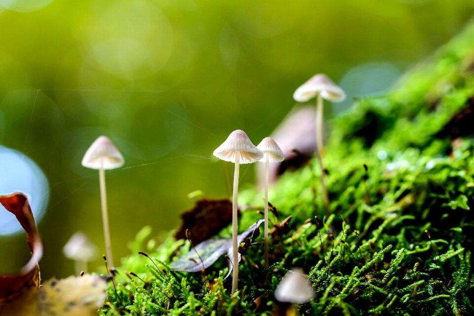 Growth wet in the forest