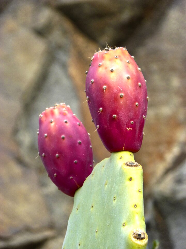 Prickly pear cactus cactus fruit