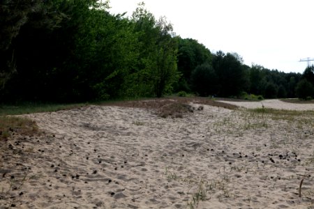 Open dune Spandauer Forst near Bürgerablage 2020-06-03 19