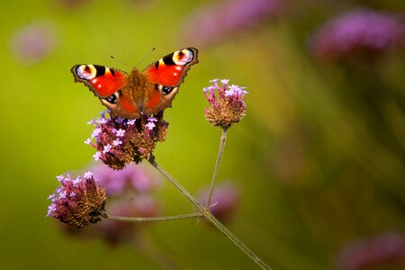 Butterfly nectar Free photos