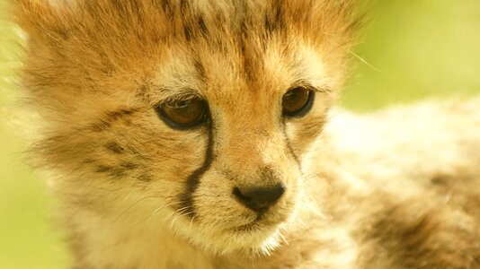 Cheetah wildlife nature