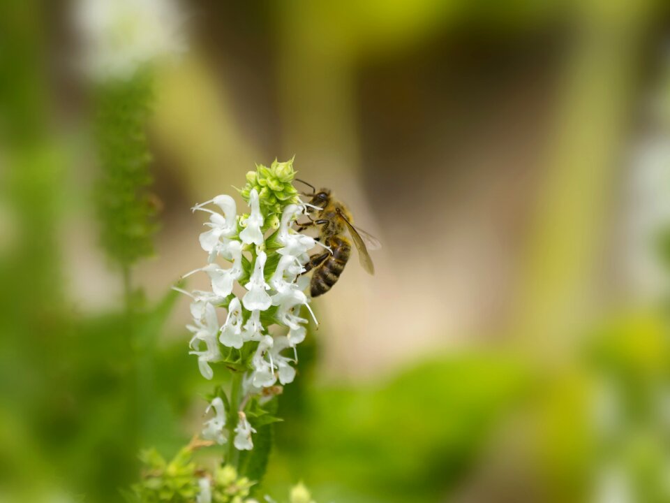 Macro nature flowers
