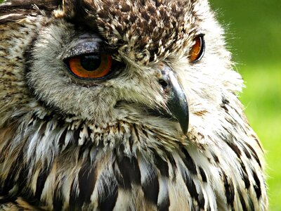 Close-up macro owl photo