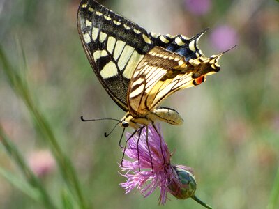 Libar beauty wild flower