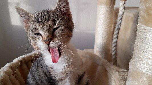 Yawning cat cat tongue young cat