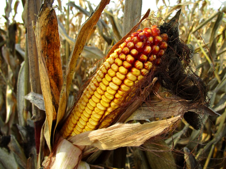 Corn hair corn cultivation corn on the cob hair