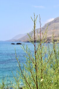 Sea summer plant