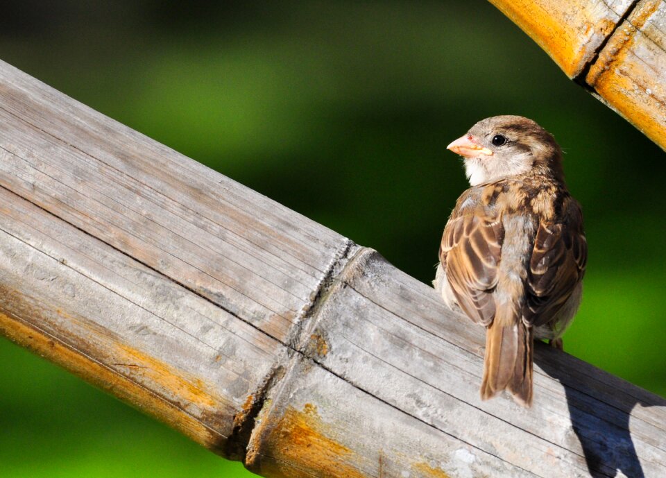 Wings animals nature