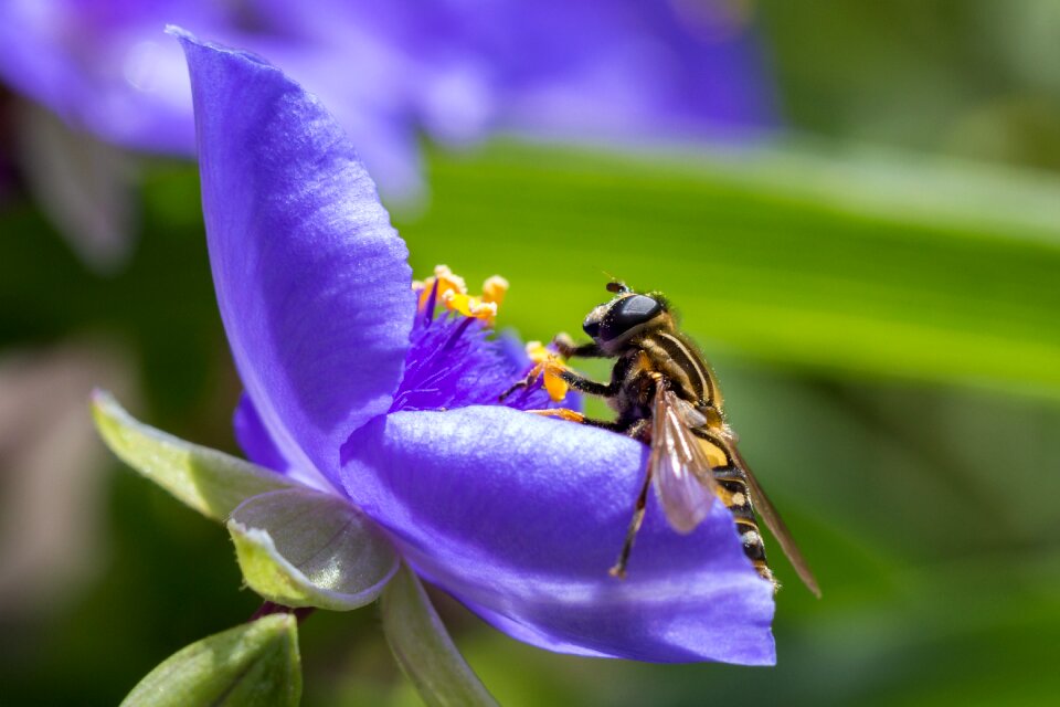 Fly blossom bloom photo