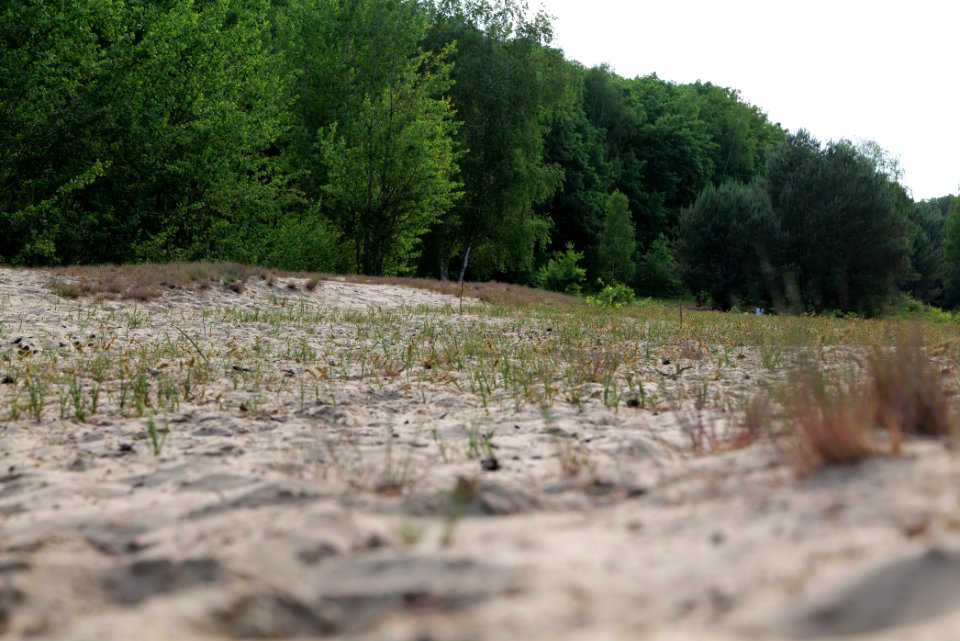 Open dune Spandauer Forst near Bürgerablage 2020-06-03 18