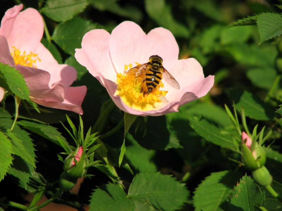 Flowers rose bee