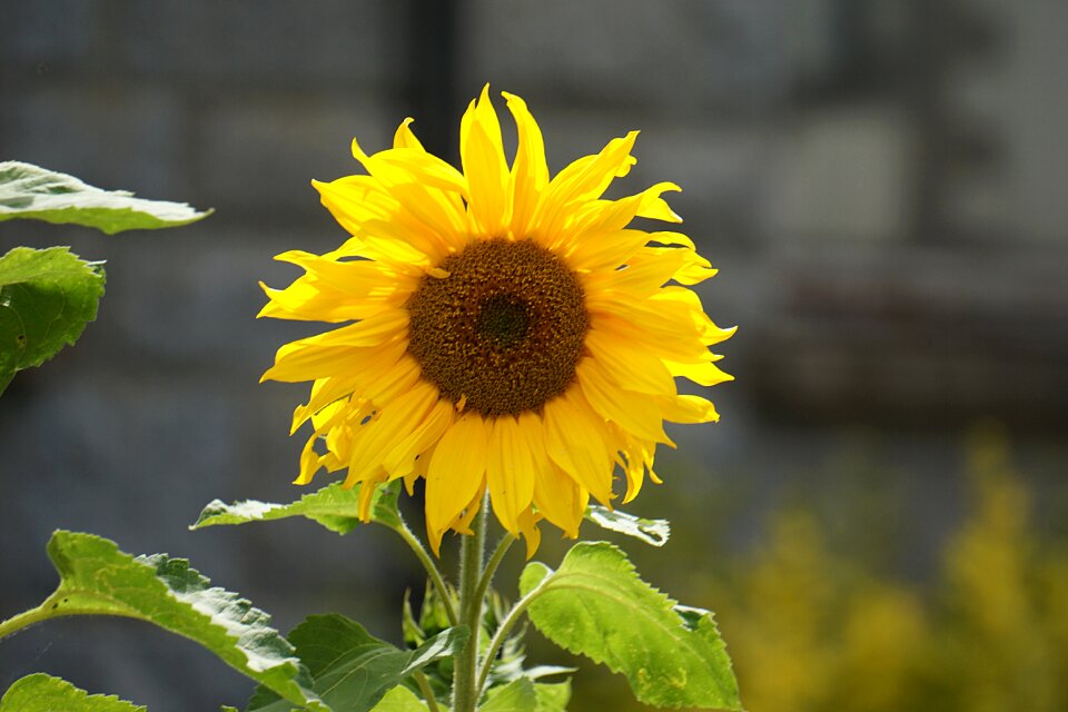 Yellow nature big flower