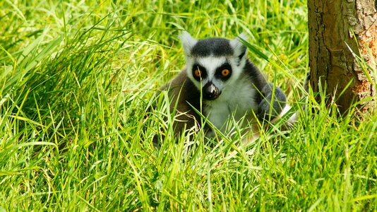 Primate madagascar mammal photo