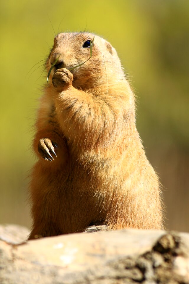 Prairie dog standing zoo greifswald