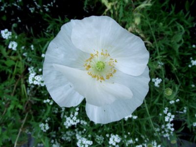 Papaver rhoeas bridal silk