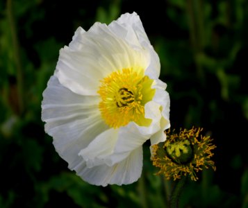 Papaver nudicaule blanc