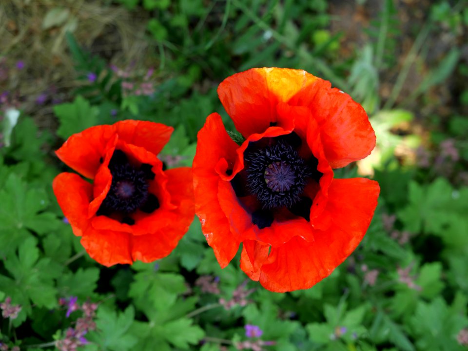Papaver.rhoeas.P1023040