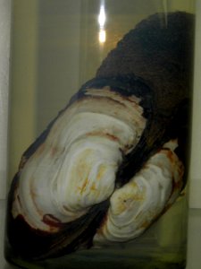 Panomya norvegica