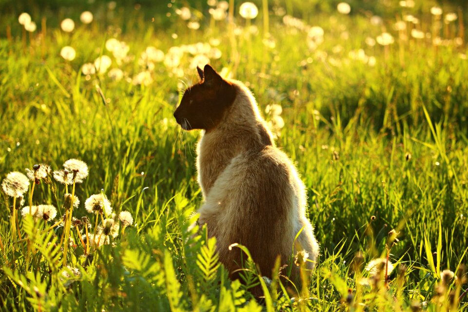 Siam siamese breed cat