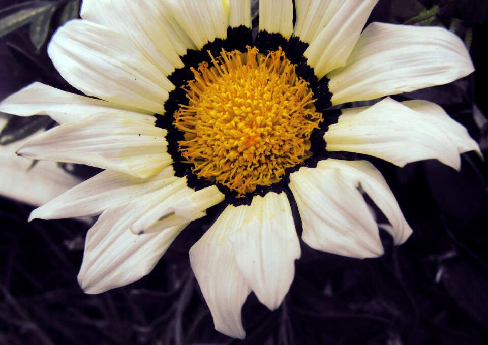 White petals petals white flower