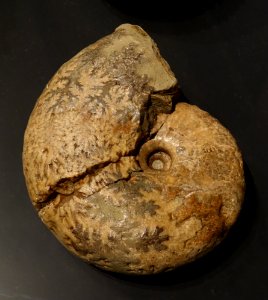 Parapachydiscus quiriguinae, Ammonit, Insel Quiriguina, Chile - Museum fur Naturkunde, Berlin - DSC00088