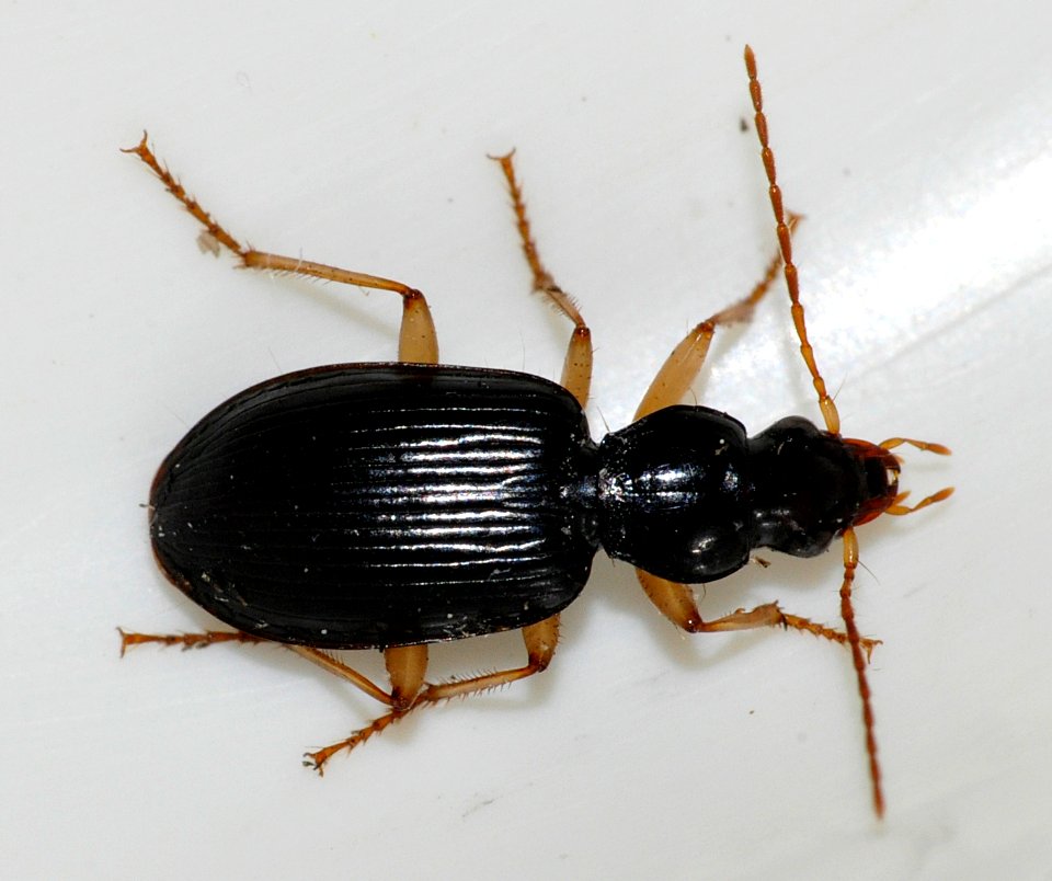Paranchus-albipes-02-fws