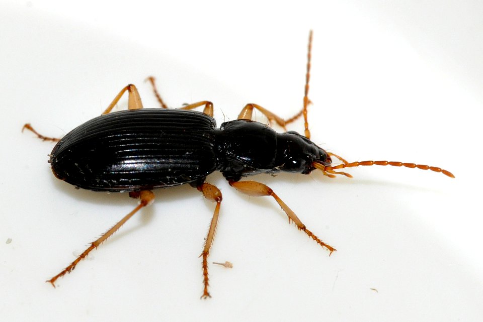 Paranchus-albipes-03-fws