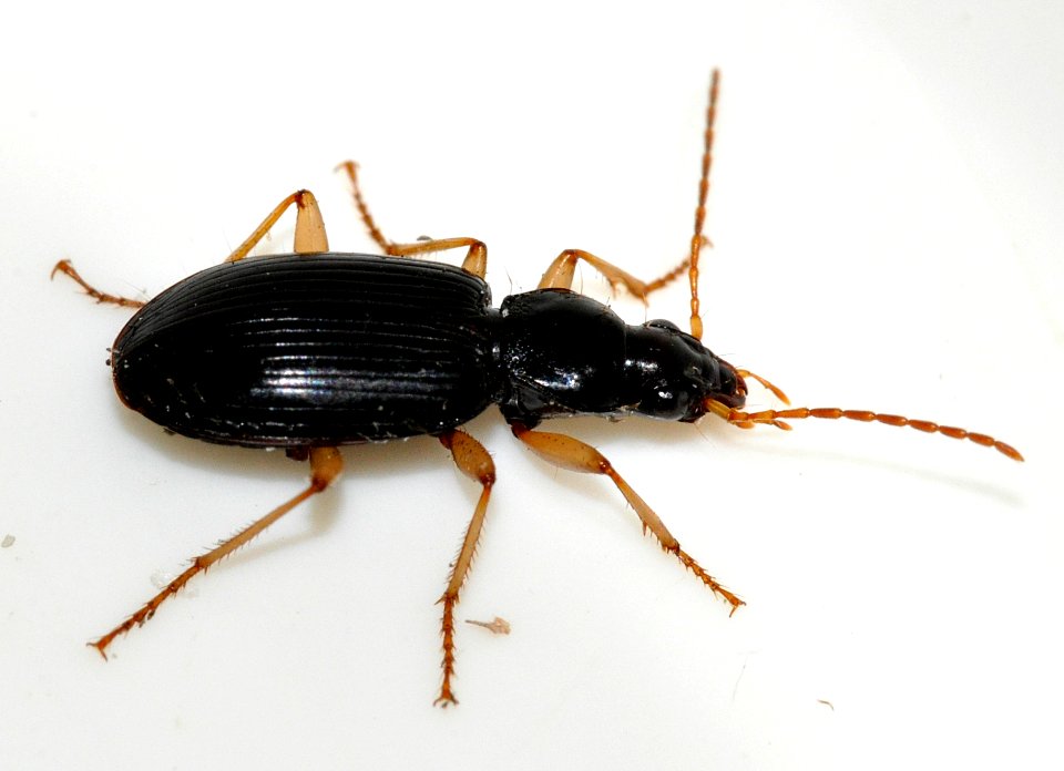 Paranchus-albipes-04-fws