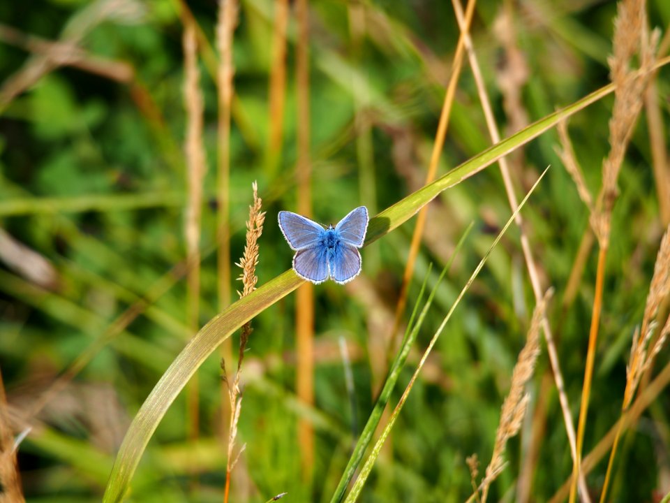 Parc du Marquenterre, Blue butterfly, pic-006
