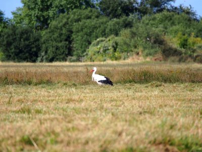 Parc du Marquenterre pic-004