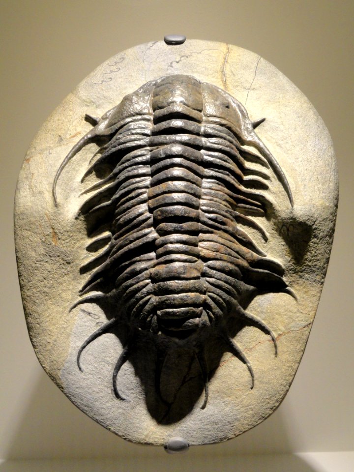 Parapilekia cf. olesnaensis, Early Ordovician, Lower Fezouata Shales, Zagora region, Morocco - Houston Museum of Natural Science - DSC01476