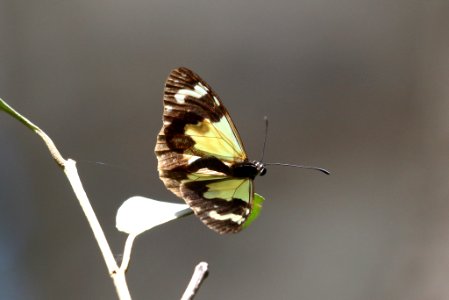 Parantica pumila