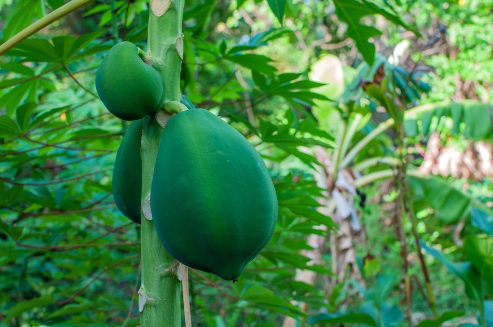 Papaya from Margarita island 2