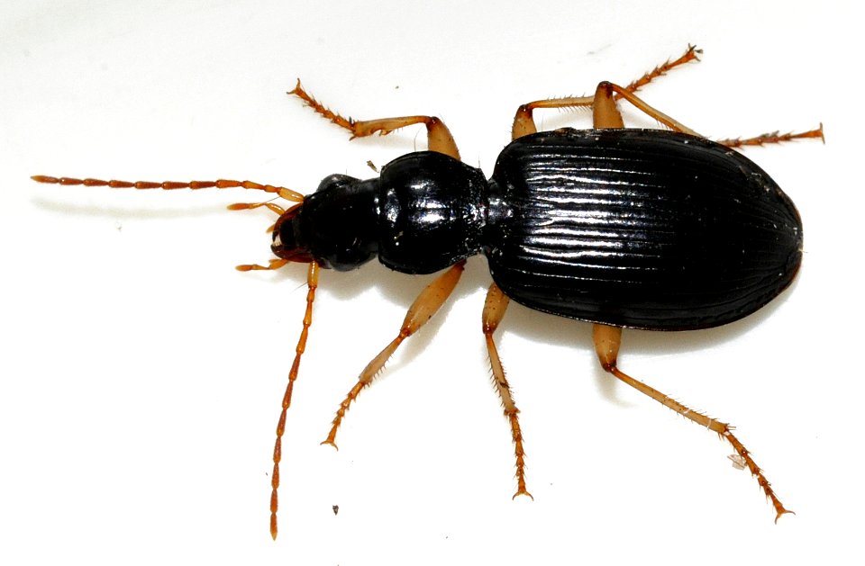 Paranchus-albipes-01-fws