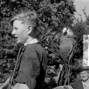 Papagaai-dragers in Artis, Bestanddeelnr 904-6784