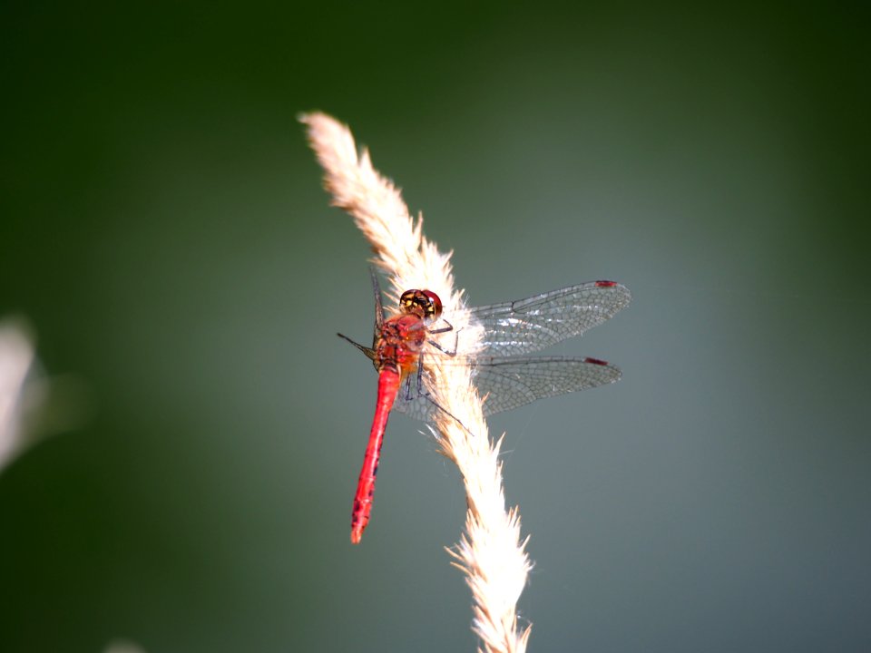 Parc du Marquenterre, Trithemis annulata, Red Dragonfly, pic-014