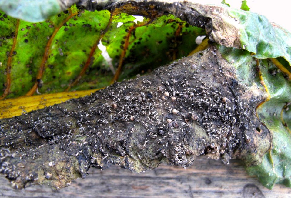 Parasitized aphids on chard leaf