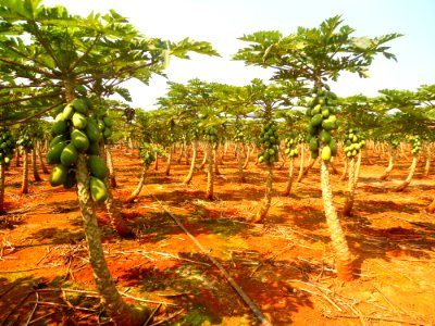 Papaya plantation near Fushan town, Hainan, China - 03