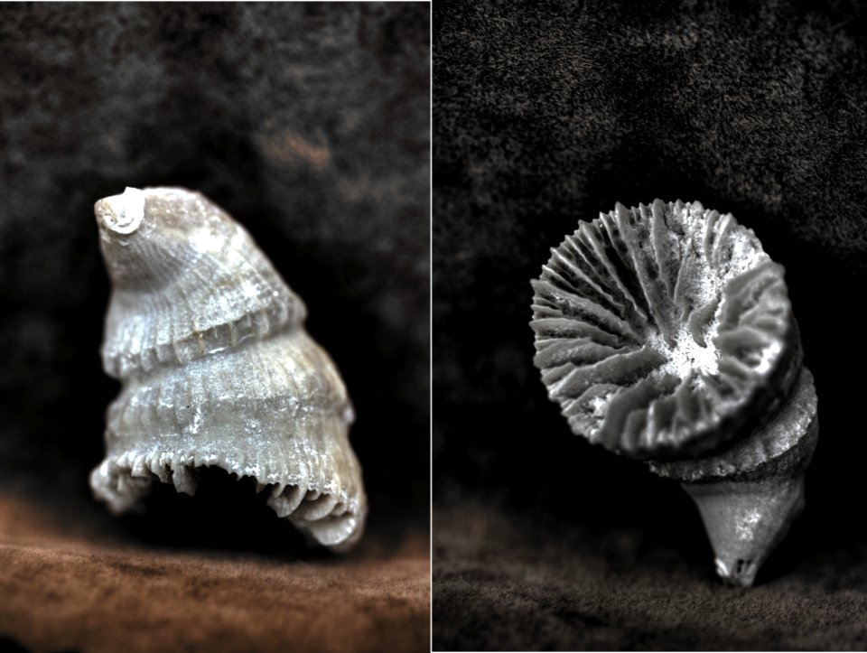 Parasmilia excavata