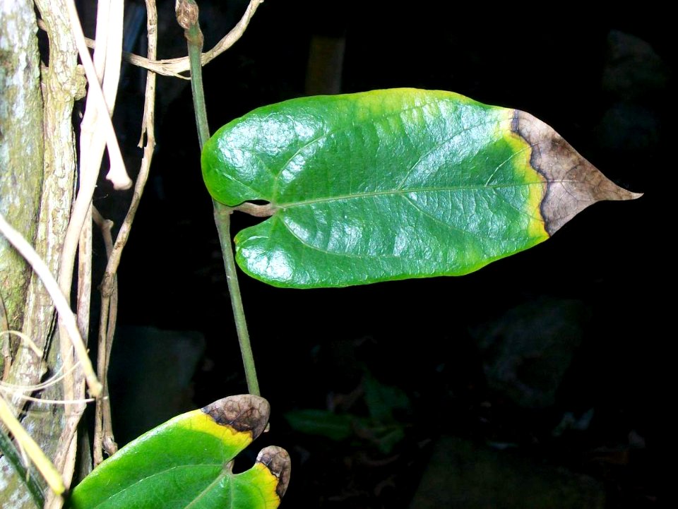 Pararistolochia australopithecurus RBGS