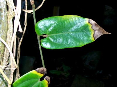 Pararistolochia australopithecurus RBGS